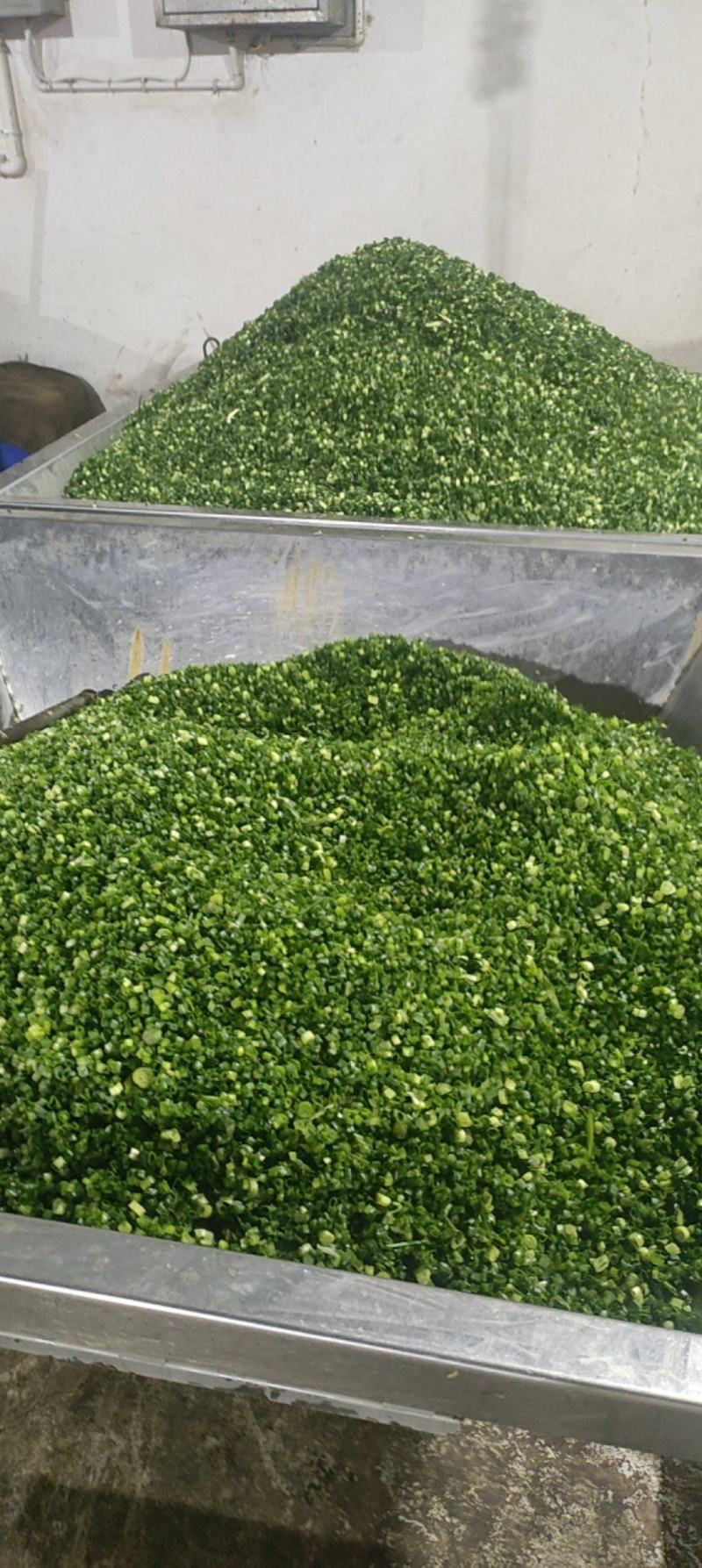 小米香葱现货云南大小米葱葱管葱叶脱水蔬菜干批发小米葱