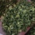 小米香葱现货云南大小米葱葱管葱叶脱水蔬菜干批发小米葱