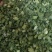 小米香葱现货云南大小米葱葱管葱叶脱水蔬菜干批发小米葱