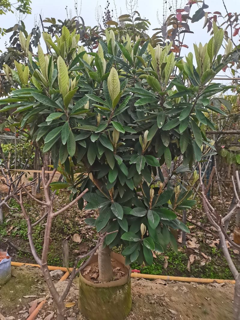 琵琶果树