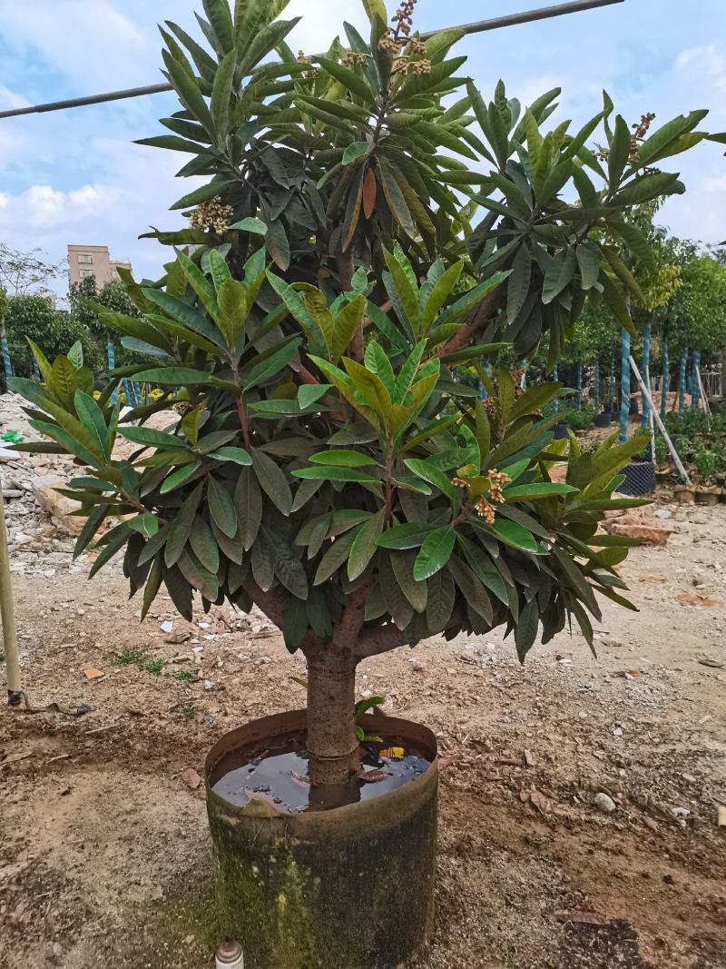 琵琶果树