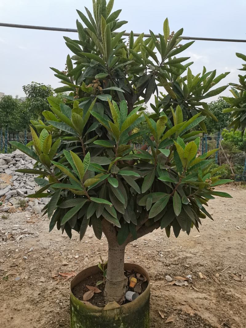 琵琶果树
