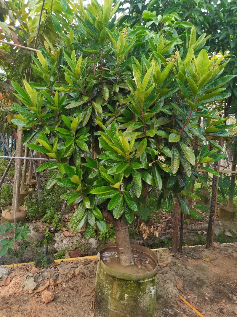 琵琶果树