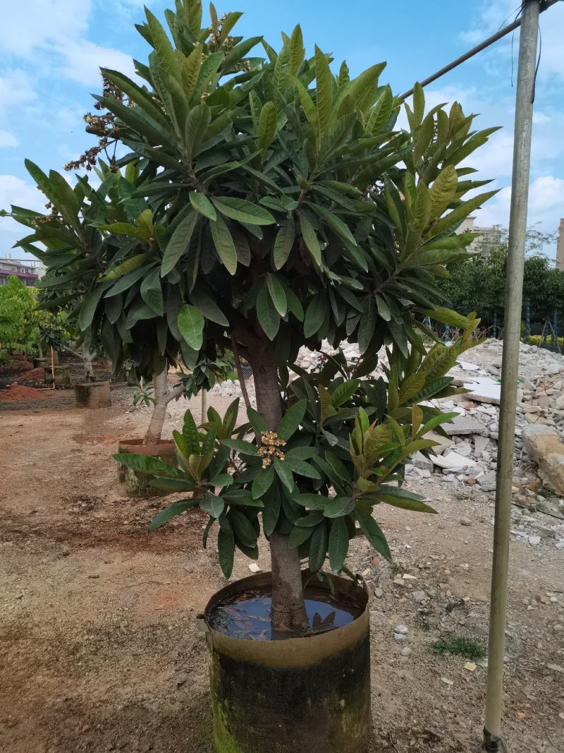 琵琶果树