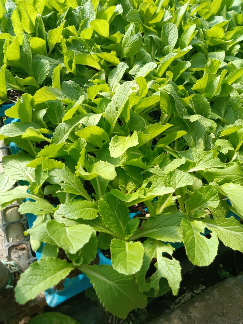 黄心白菜苗现货直发