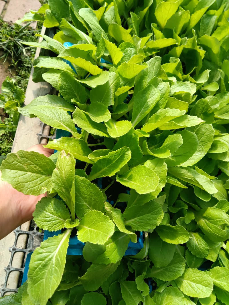 黄心白菜苗现货直发
