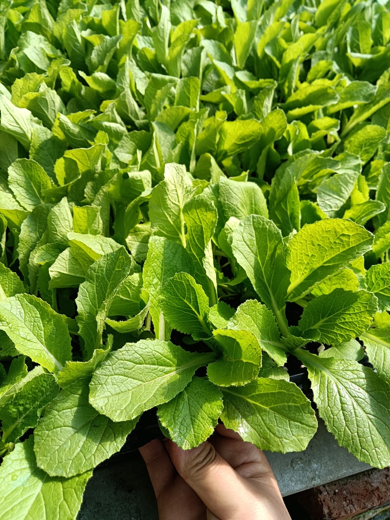 黄心白菜苗现货直发