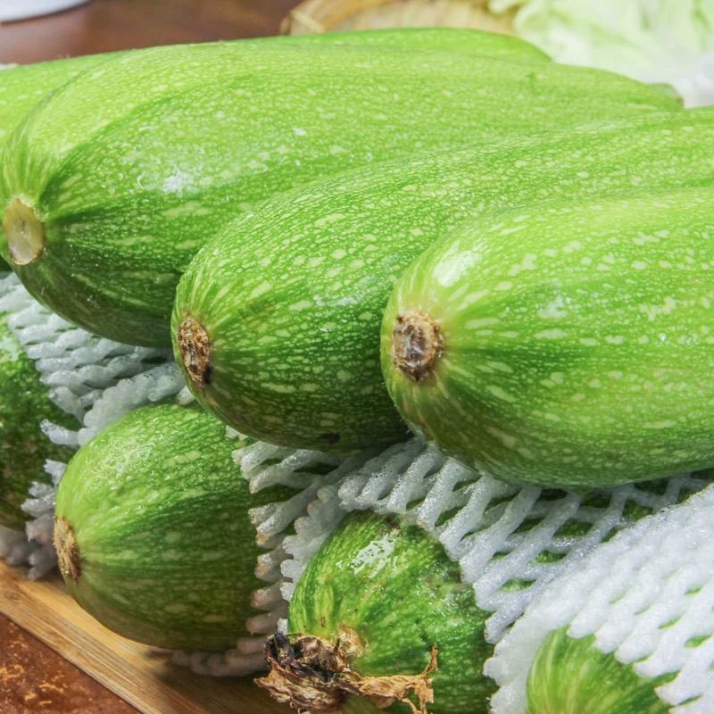 《热卖》山东绿皮西葫芦基地直发量大从优一条龙服务