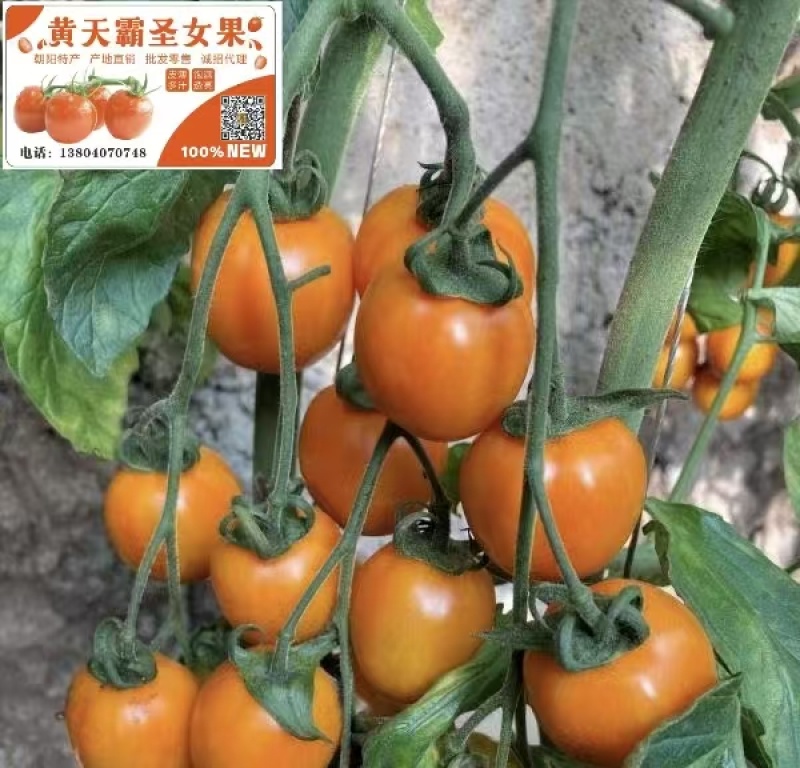 黄天霸圣女果产地直销