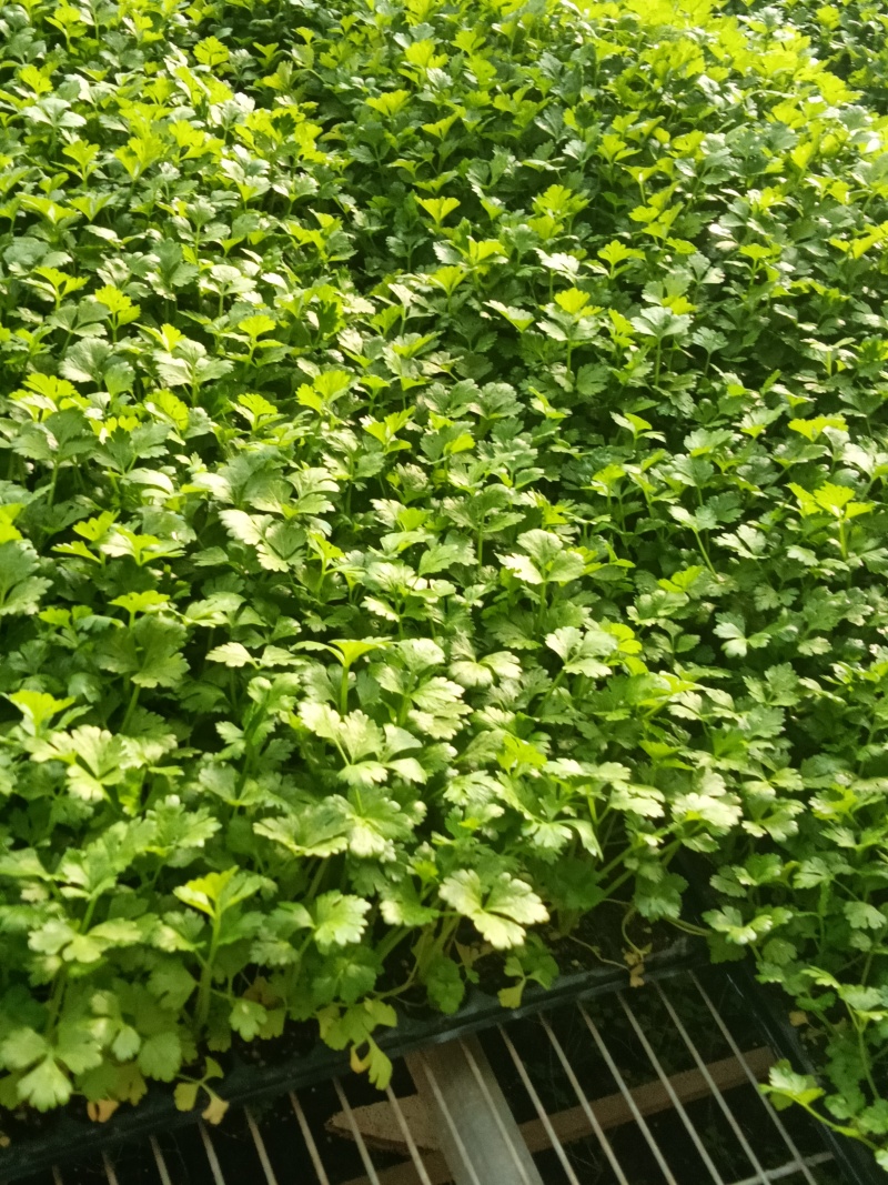 进口水果西芹苗凯撒大帝皇后纳纳其水果西芹苗定苗回收