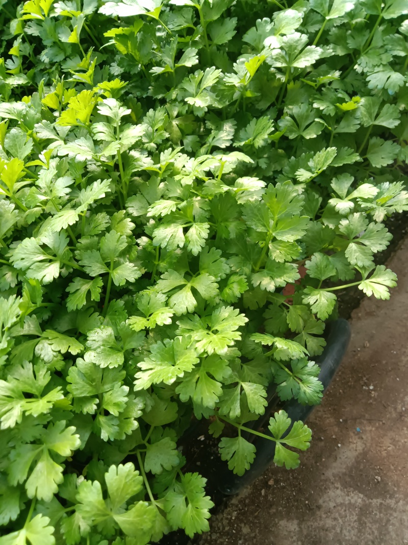 进口水果西芹苗凯撒大帝皇后纳纳其水果西芹苗定苗回收