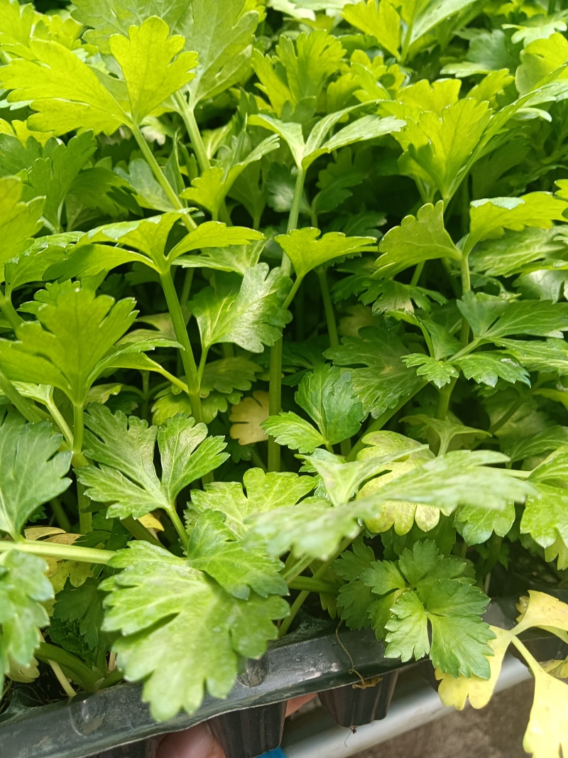 进口水果西芹苗凯撒大帝皇后纳纳其水果西芹苗定苗回收