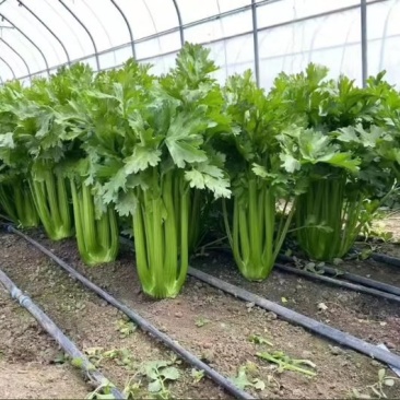 进口水果西芹苗凯撒大帝皇后纳纳其水果西芹苗定苗回收
