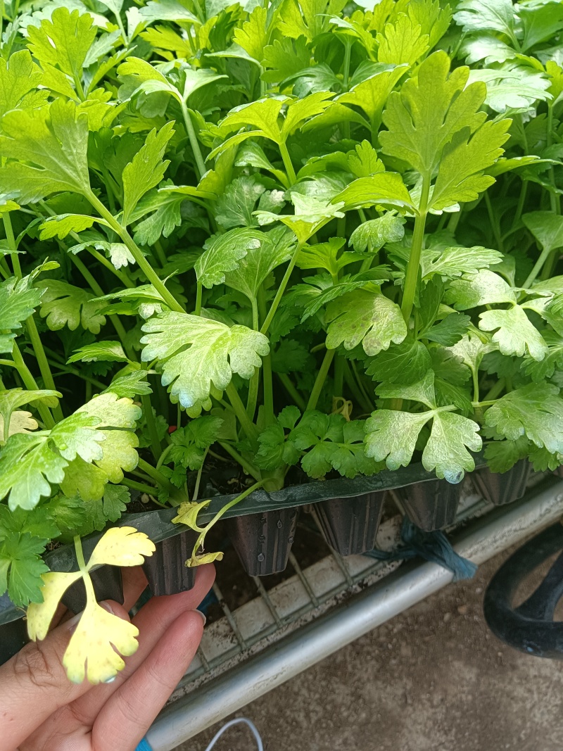 进口水果西芹苗凯撒大帝皇后纳纳其水果西芹苗定苗回收