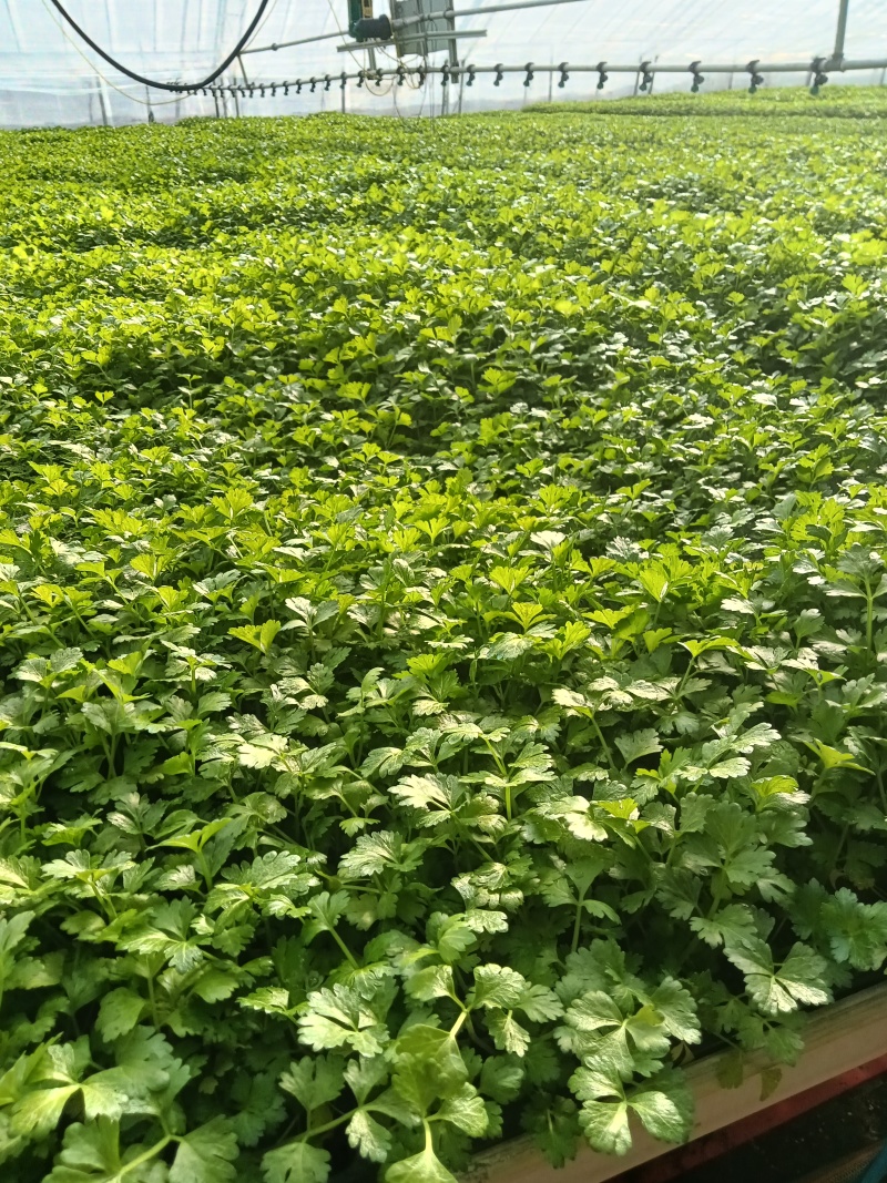 进口水果西芹苗凯撒大帝皇后纳纳其水果西芹苗定苗回收