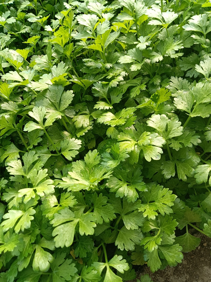 进口水果西芹苗凯撒大帝皇后纳纳其水果西芹苗定苗回收