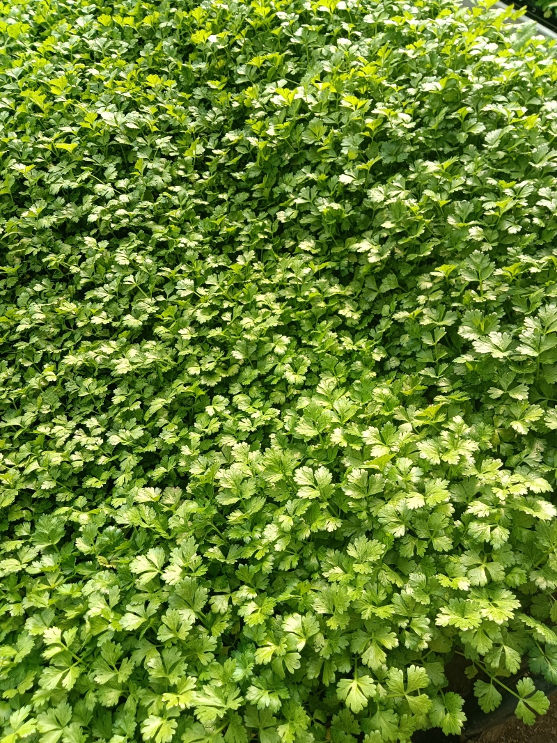 进口水果西芹苗凯撒大帝皇后纳纳其水果西芹苗定苗回收