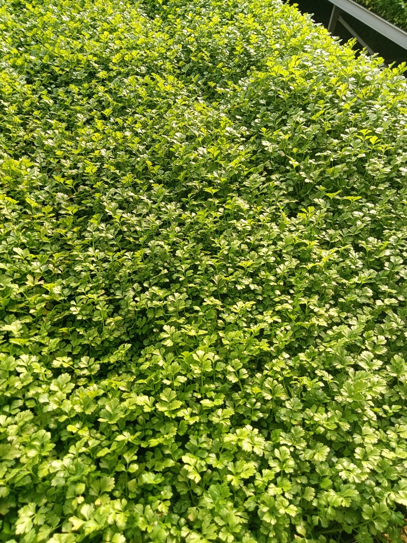 进口水果西芹苗凯撒大帝皇后纳纳其水果西芹苗定苗回收