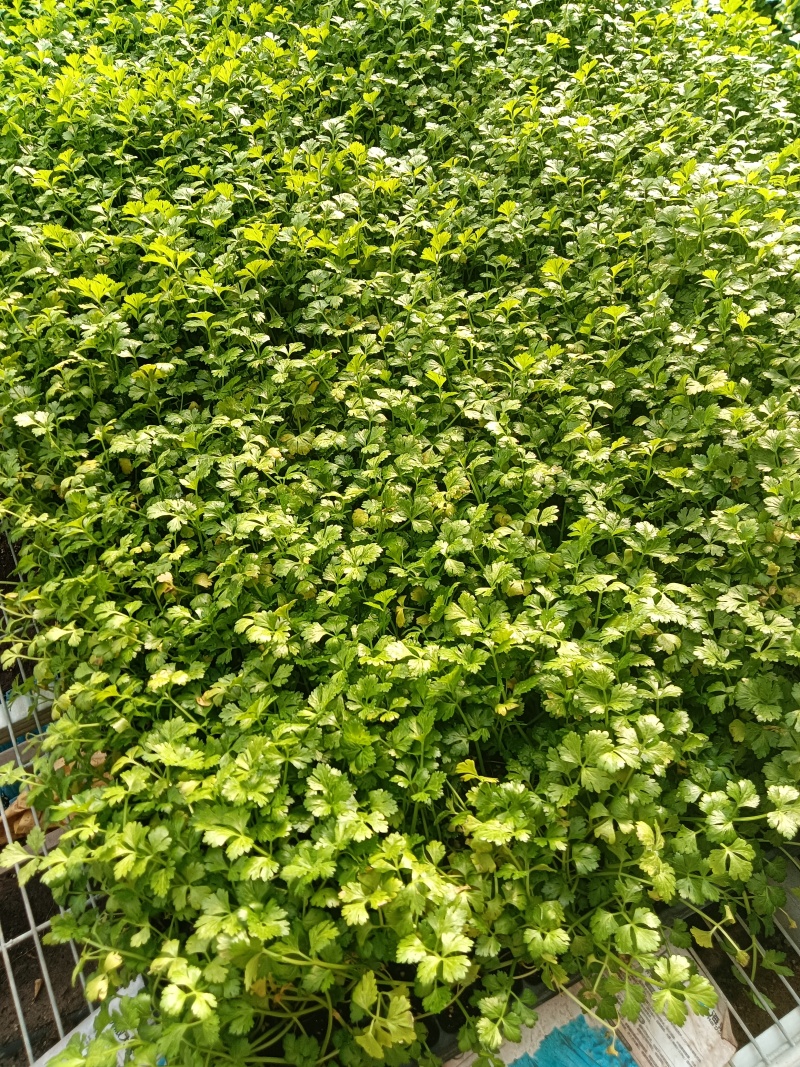 进口水果西芹苗凯撒大帝皇后纳纳其水果西芹苗定苗回收