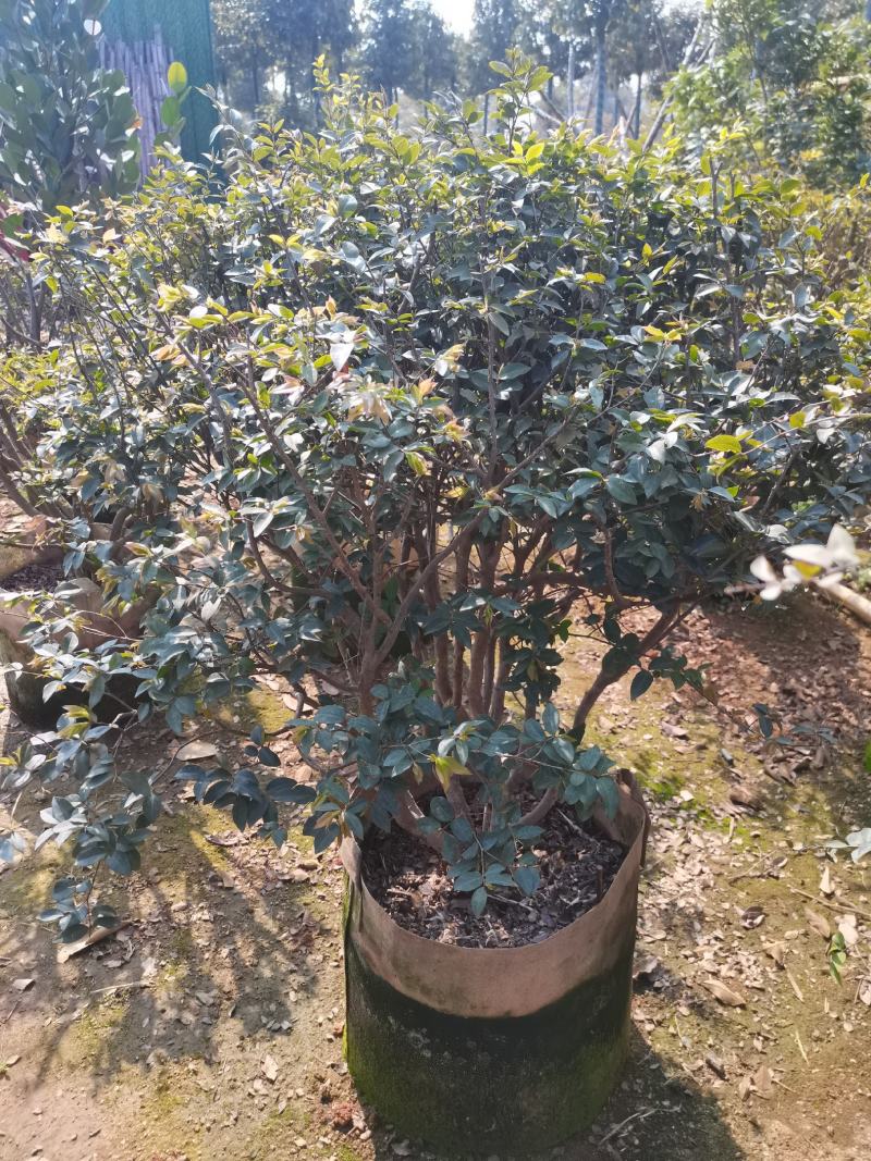 树葡萄