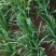 头刀韭菜二刀韭菜