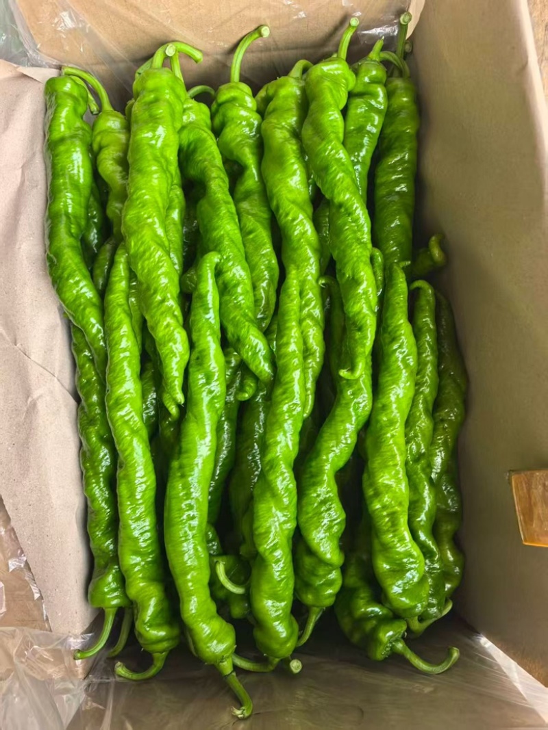 广东拢椒，量大优惠，一手货源基地直发，可供应全国各地