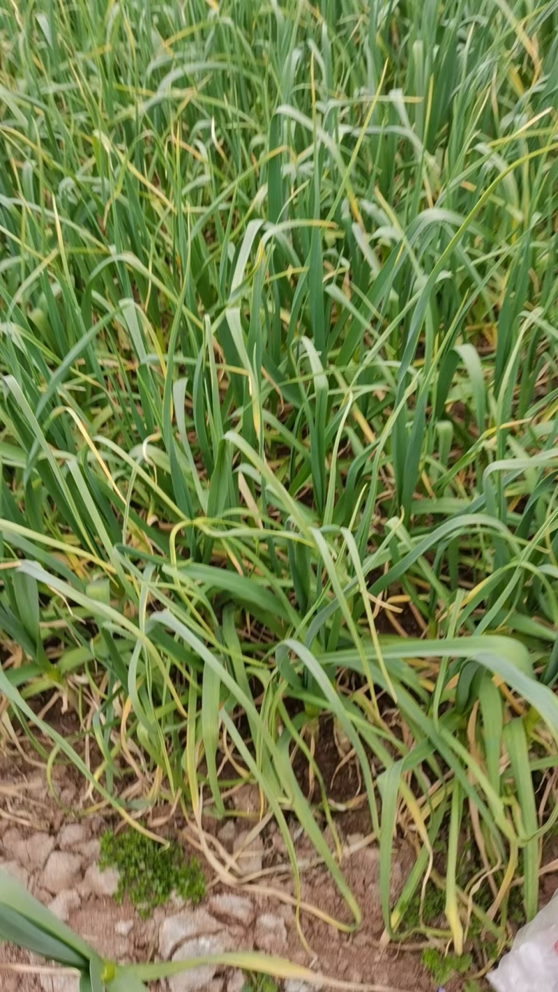 陕西宝鸡本地红根蒜苗