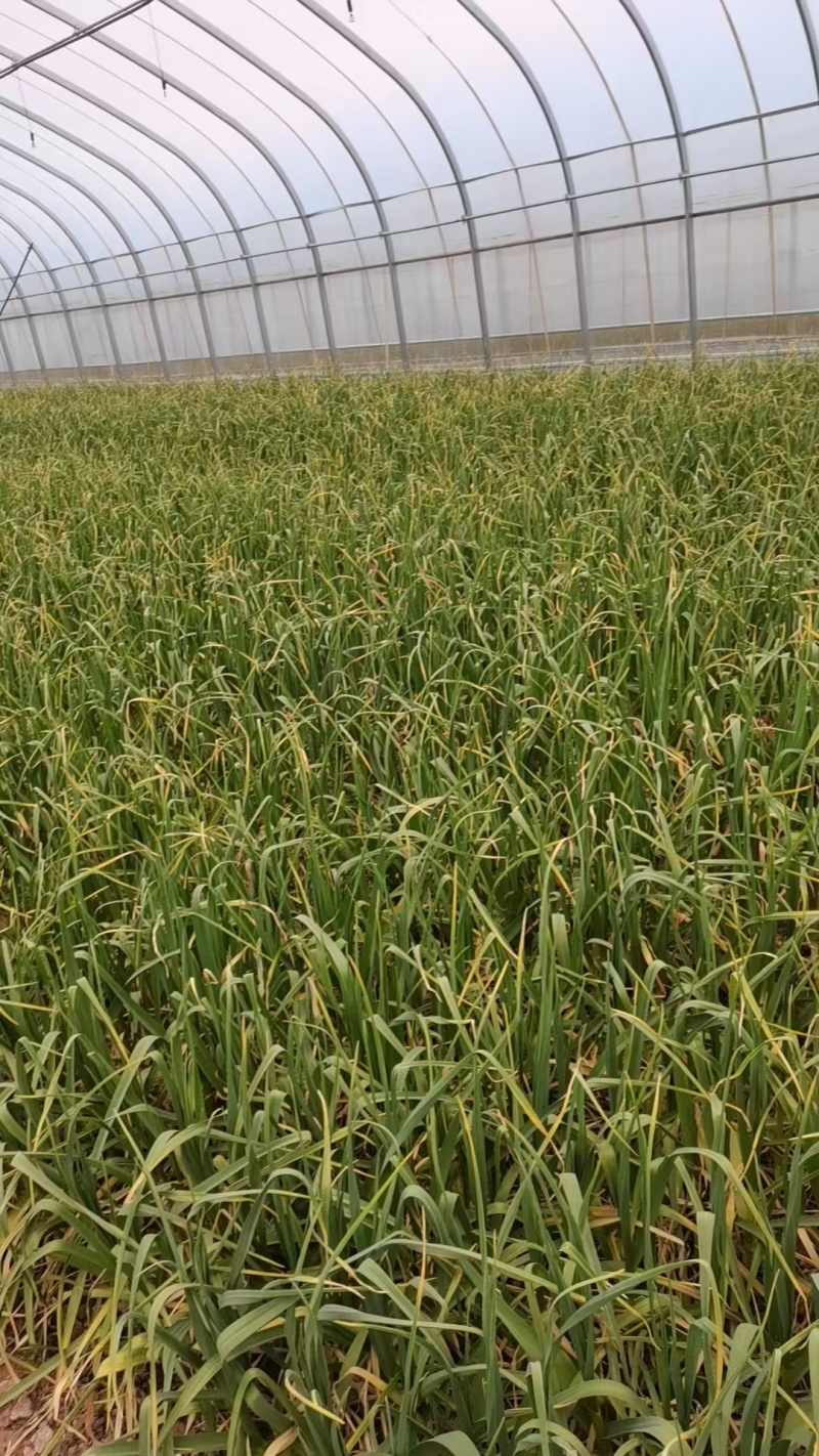 陕西宝鸡本地红根蒜苗