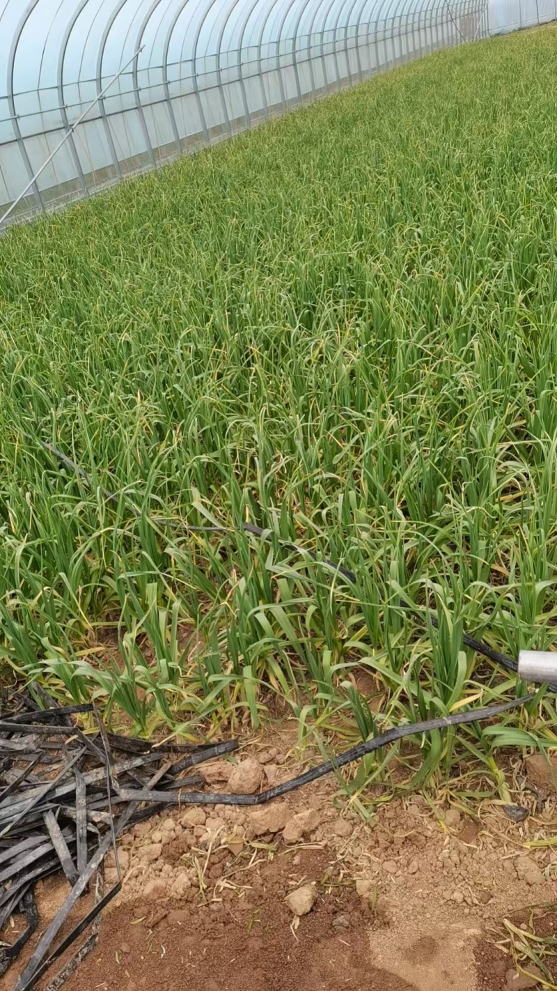 陕西宝鸡本地红根蒜苗
