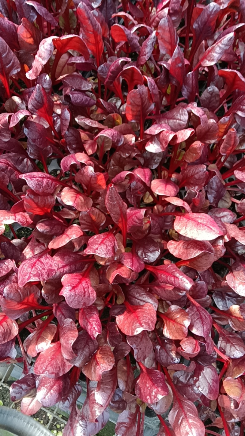 红菠菜苗现货直发量大从优根好苗壮正好栽