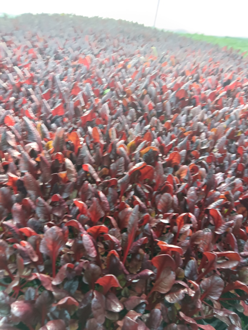 红菠菜苗现货直发量大从优根好苗壮正好栽