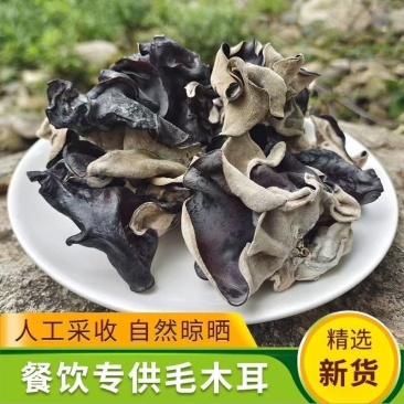 毛木耳出口品质给500强企业配套供应全国发货