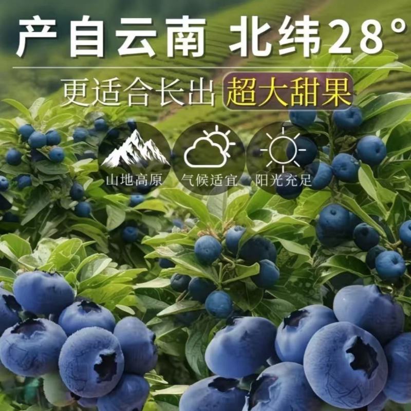 云南高原蓝莓，阳光直采