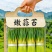 精品白帽，红帽蒜苔，对接各大批发市场及大型超市，一手货源