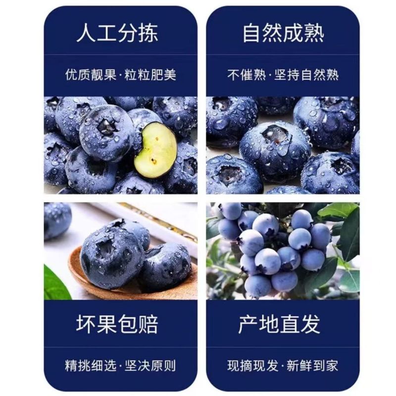 云南高原蓝莓，阳光直采