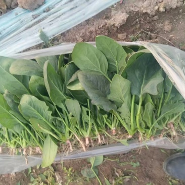 菠菜/河北菠菜/大叶菠菜产地大量现货供应，规格齐全发全国