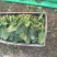 菠菜/河北菠菜/大叶菠菜产地大量现货供应，规格齐全发全国