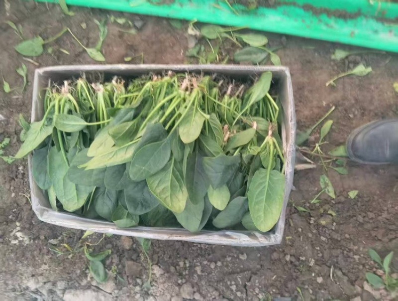 菠菜/河北菠菜/大叶菠菜产地大量现货供应，规格齐全发全国