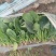 菠菜/河北菠菜/大叶菠菜产地大量现货供应，规格齐全发全国