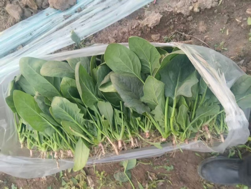 菠菜/河北菠菜/大叶菠菜产地大量现货供应，规格齐全发全国