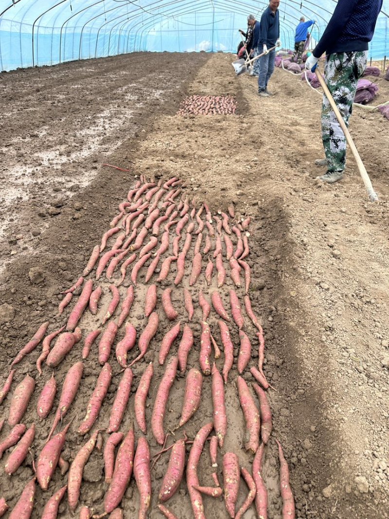 秦薯5号原原种红薯苗，短蔓型红薯【基地直供】