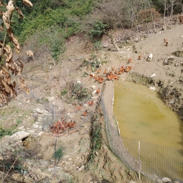 跑山公鸡