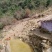 跑山公鸡