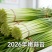 蒜苔产区，大量供应不泡水，长苔不低于70-80红白帽都有