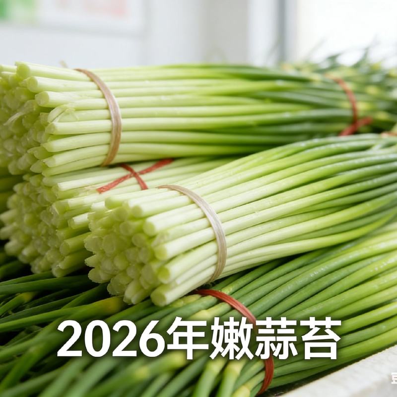 蒜苔产区，大量供应不泡水，长苔不低于70-80红白帽都有