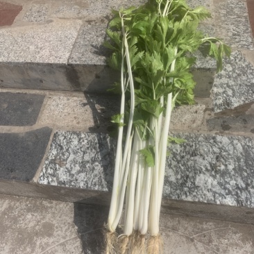 实心白芹菜