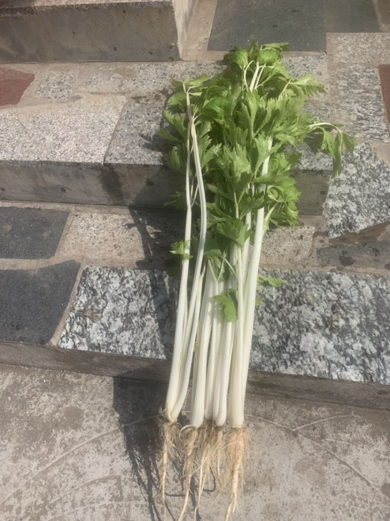 实心白芹菜