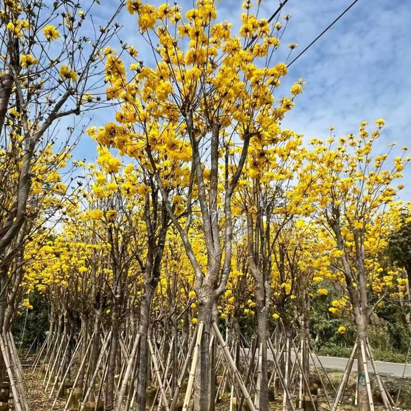 黄花风铃木8-12公分出售自家货源欢迎现场点苗看货