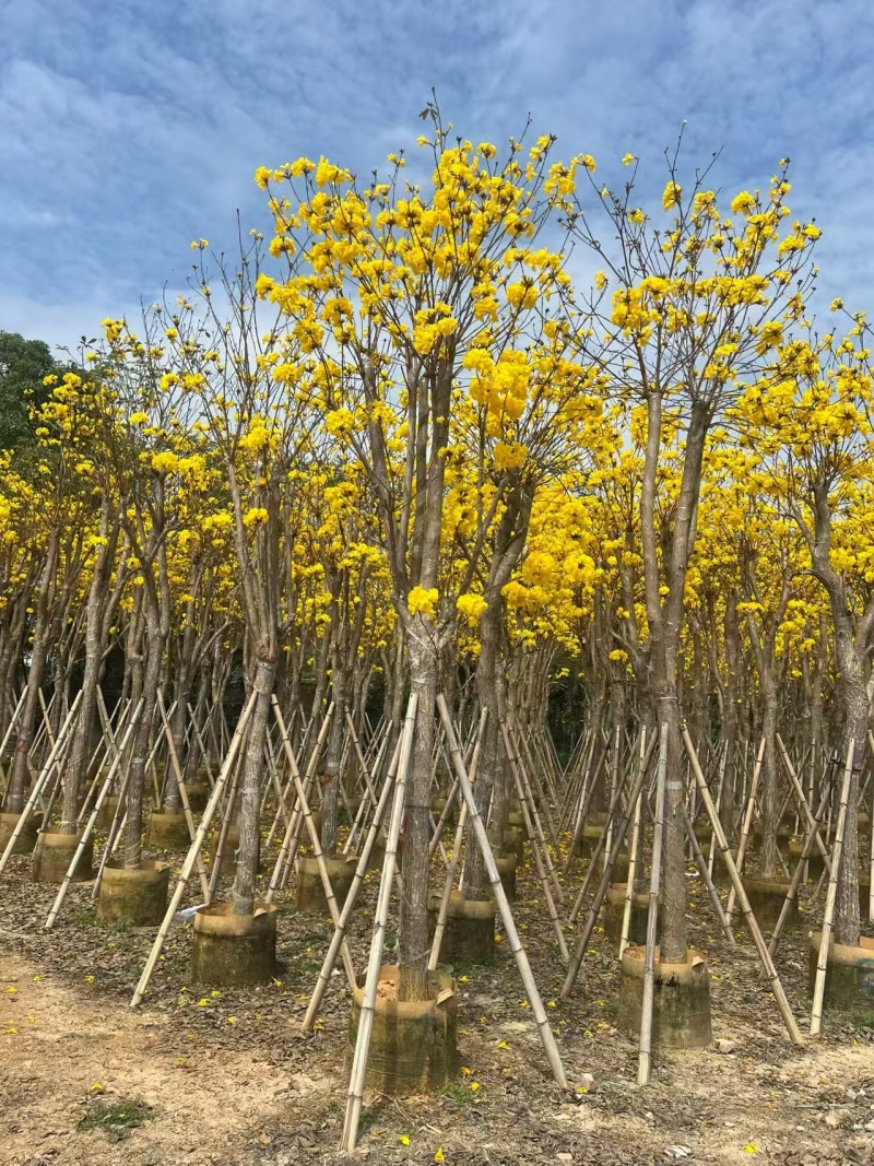 黄花风铃木8-12公分出售自家货源欢迎现场点苗看货