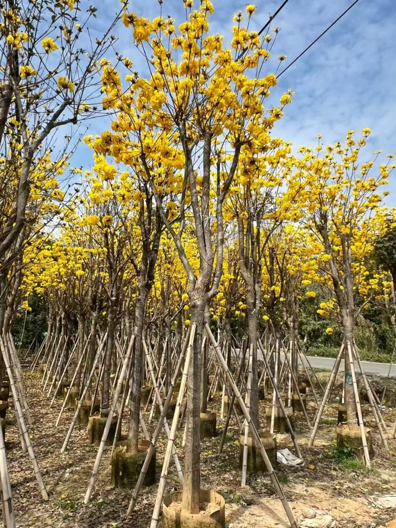 黄花风铃木8-12公分出售自家货源欢迎现场点苗看货